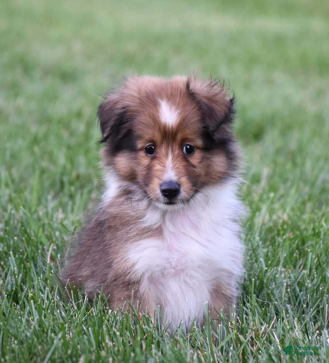 Shetland Sheepdog dogs for sale: Nova - Ad 2
