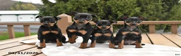 Miniature Pinscher dogs for sale: Twinkle - Ad 5