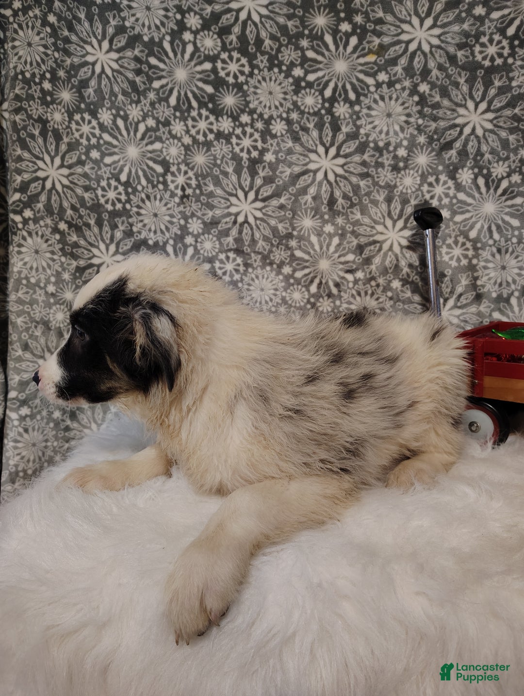 Australian Shepherd dogs for sale: Coffee - Ad 6