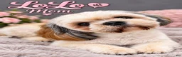 Shih Tzu dogs for sale: Moe - Ad 2