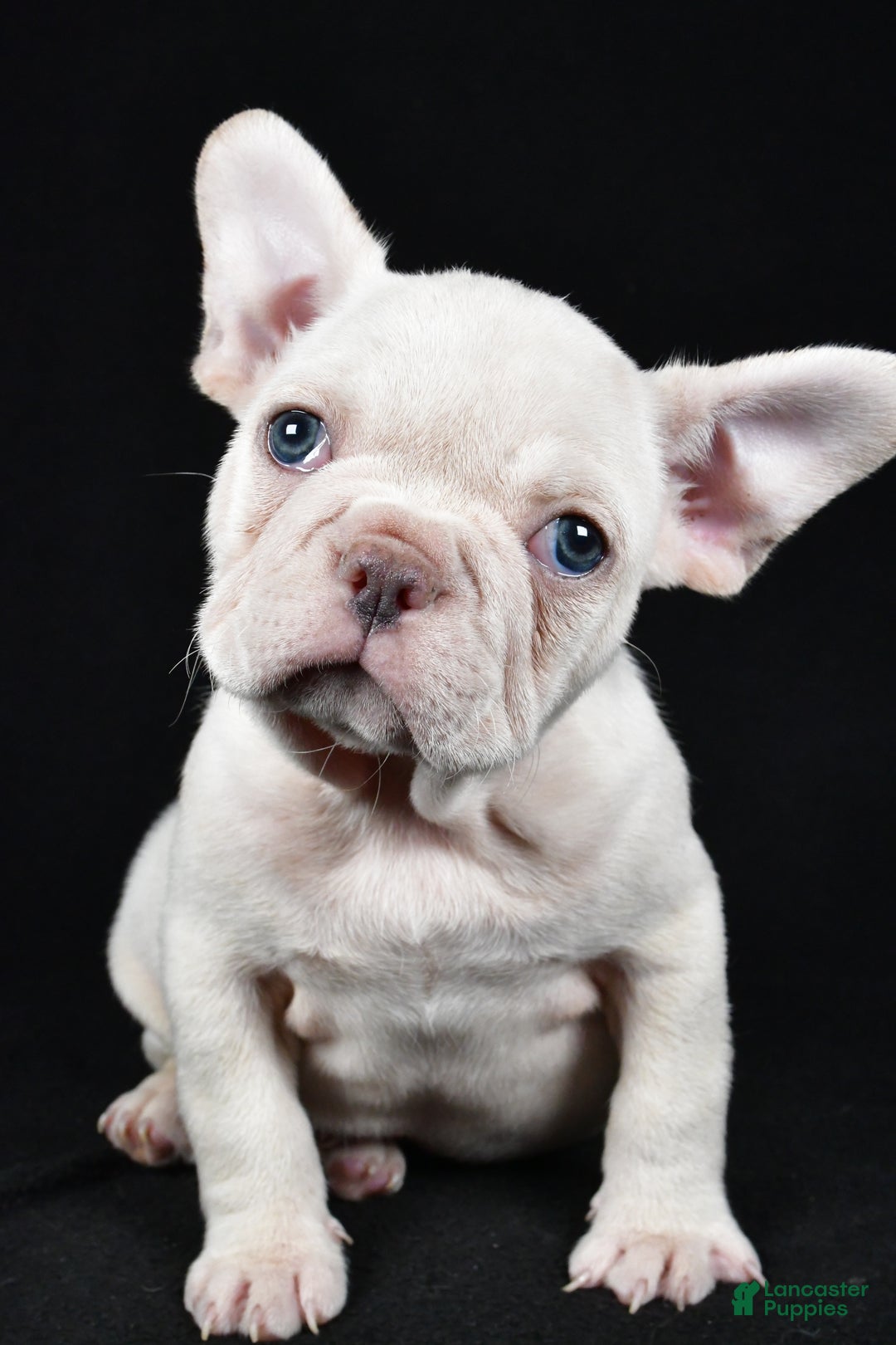 French Bulldog dogs for sale: Rudolph - Ad 3