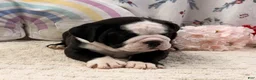 English Bulldog dogs for sale: Marla - Ad 1
