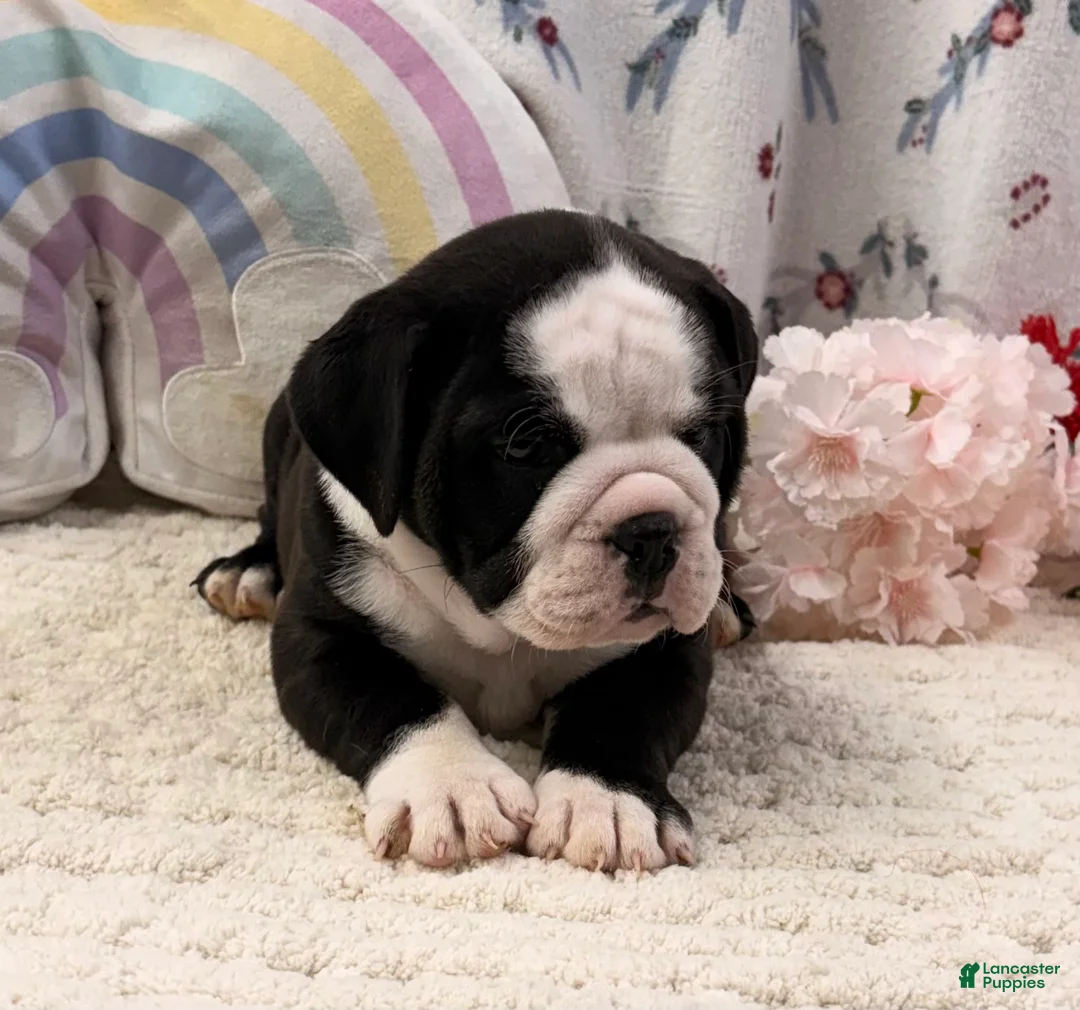 English Bulldog dogs for sale: Marla - Ad 1