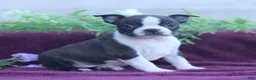 Boston Terrier dogs for sale: Mocha  - Ad 2