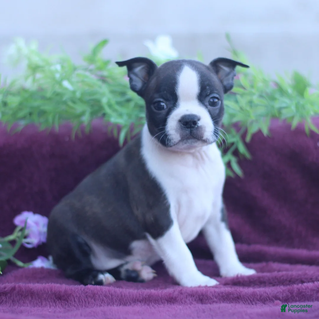 Boston Terrier dogs for sale: Mocha  - Ad 2