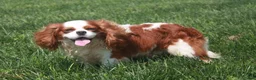 Cavalier King Charles Spaniel dogs for sale: ♥️SWEET HAZEL ♥️ - Ad 6