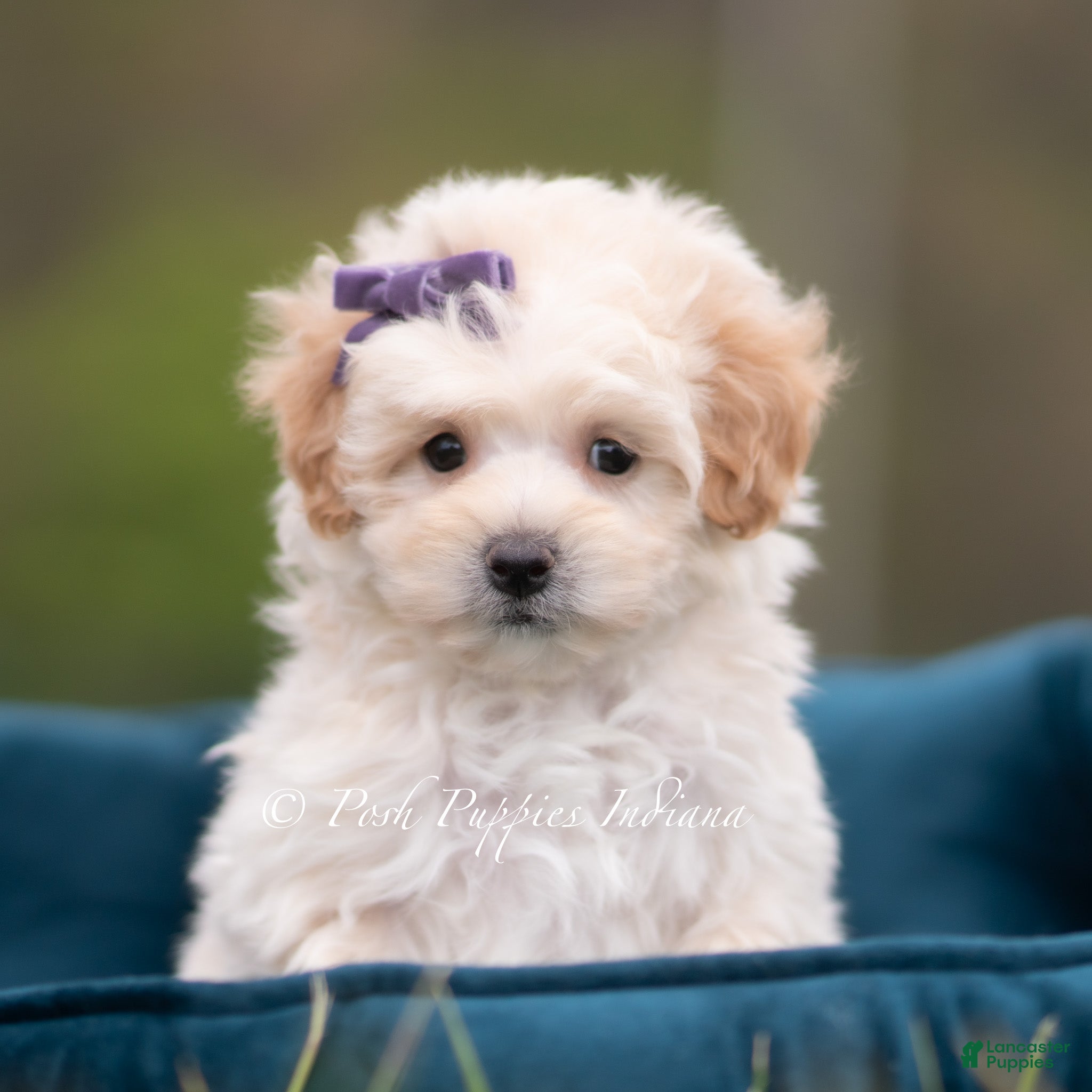 Maltipoo dogs Sugar - Ad 26