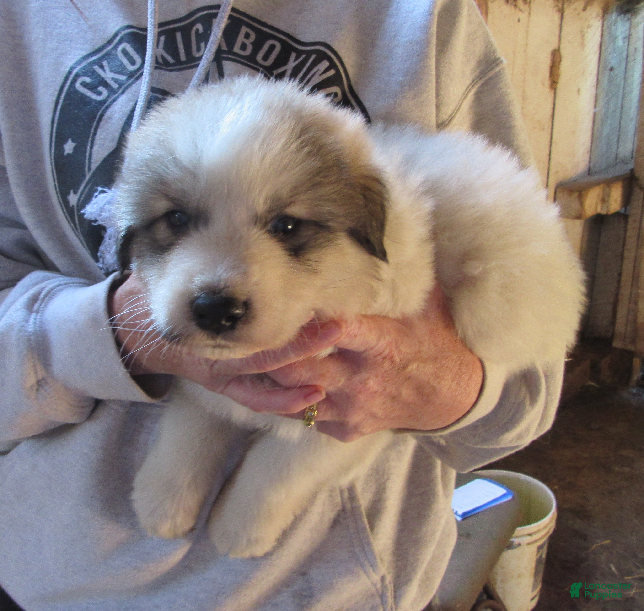 Great Pyrenees dogs Lime collar Badger Face Great Pyrenees Puppy - Ad 1