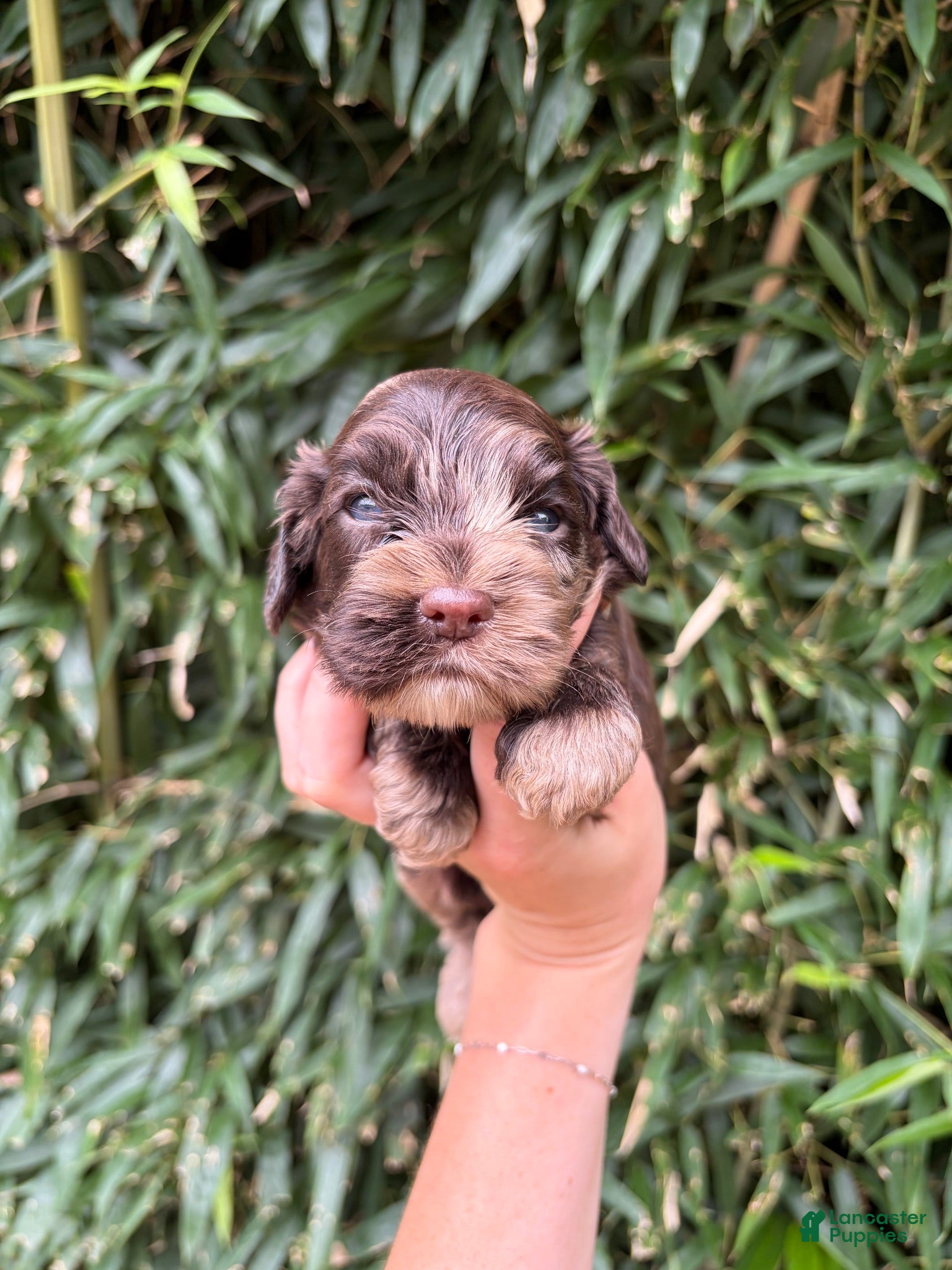 Cocker Spaniel dogs Cocker Spaniel 1 - Ad 15