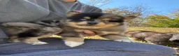 Pomsky dogs for sale: Sparky  - Ad 4
