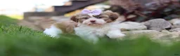 Shih Tzu dogs for sale: Ember - Ad 16
