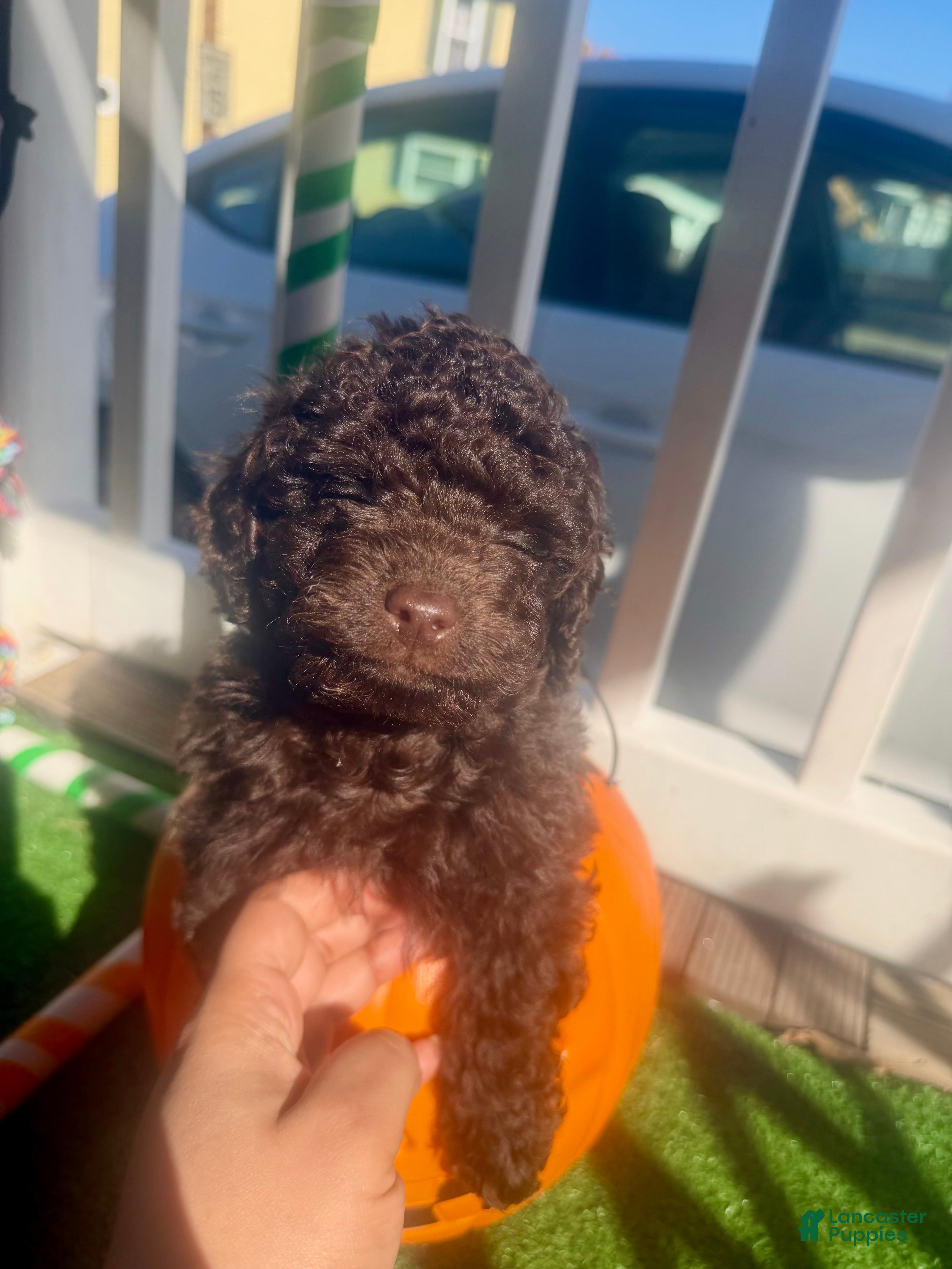 Toy Poodle dogs for sale: Toy Poodle 2 - Ad 4