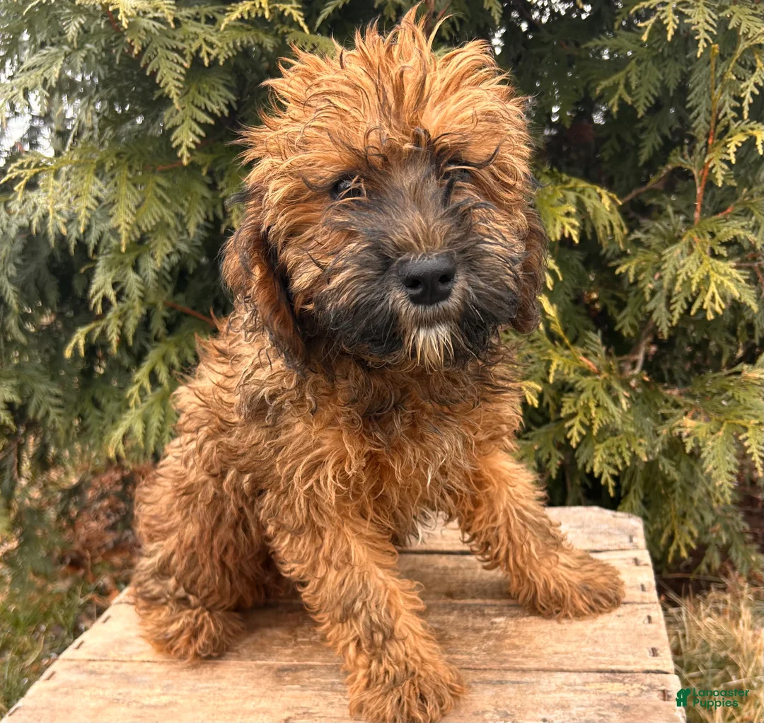 Whoodle dogs for sale: Ember - Ad 3