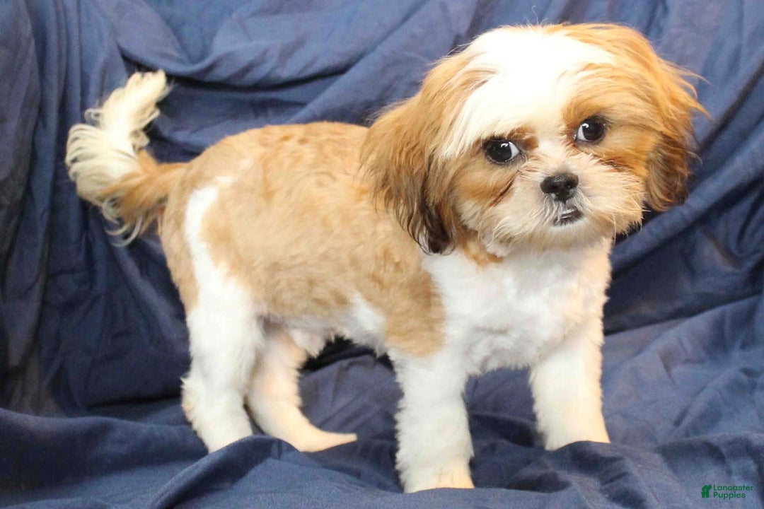 Shih Tzu dogs for sale: Tyler - Ad 7