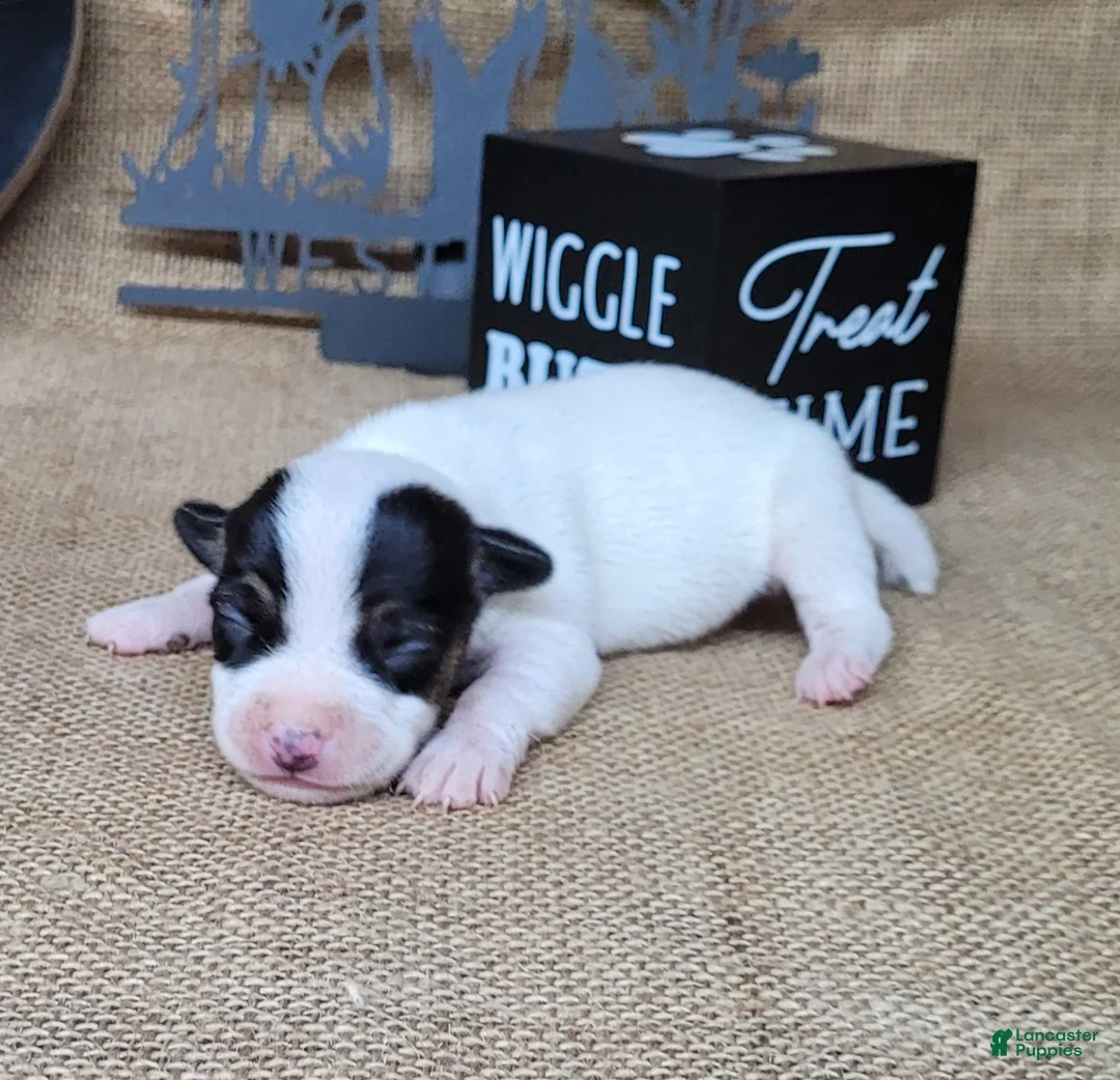 Jack Russell Terrier dogs for sale: RICOCHET Delivery available  - Ad 1