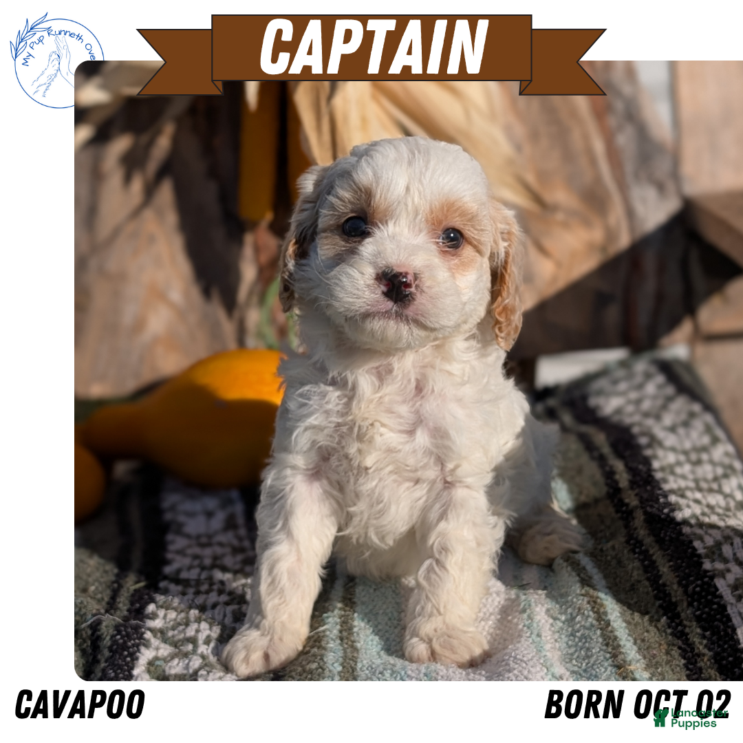 Cavapoo dogs Captain  - Ad 16
