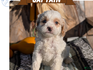 Cavapoo dogs Captain - Ad 32