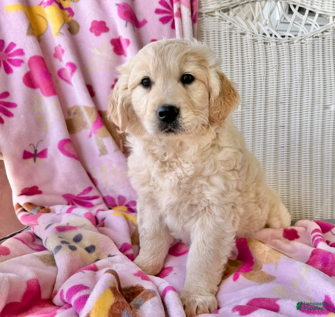Golden Retriever dogs for sale: S’mores  - Ad 3