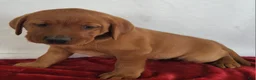 Labrador Retriever dogs for sale: Rusty - Ad 4