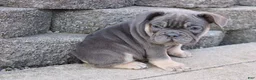 French Bulldog dogs for sale: Lana - Ad 1