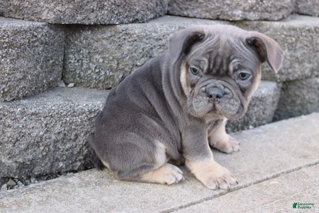 French Bulldog dogs for sale: Lana - Ad 1