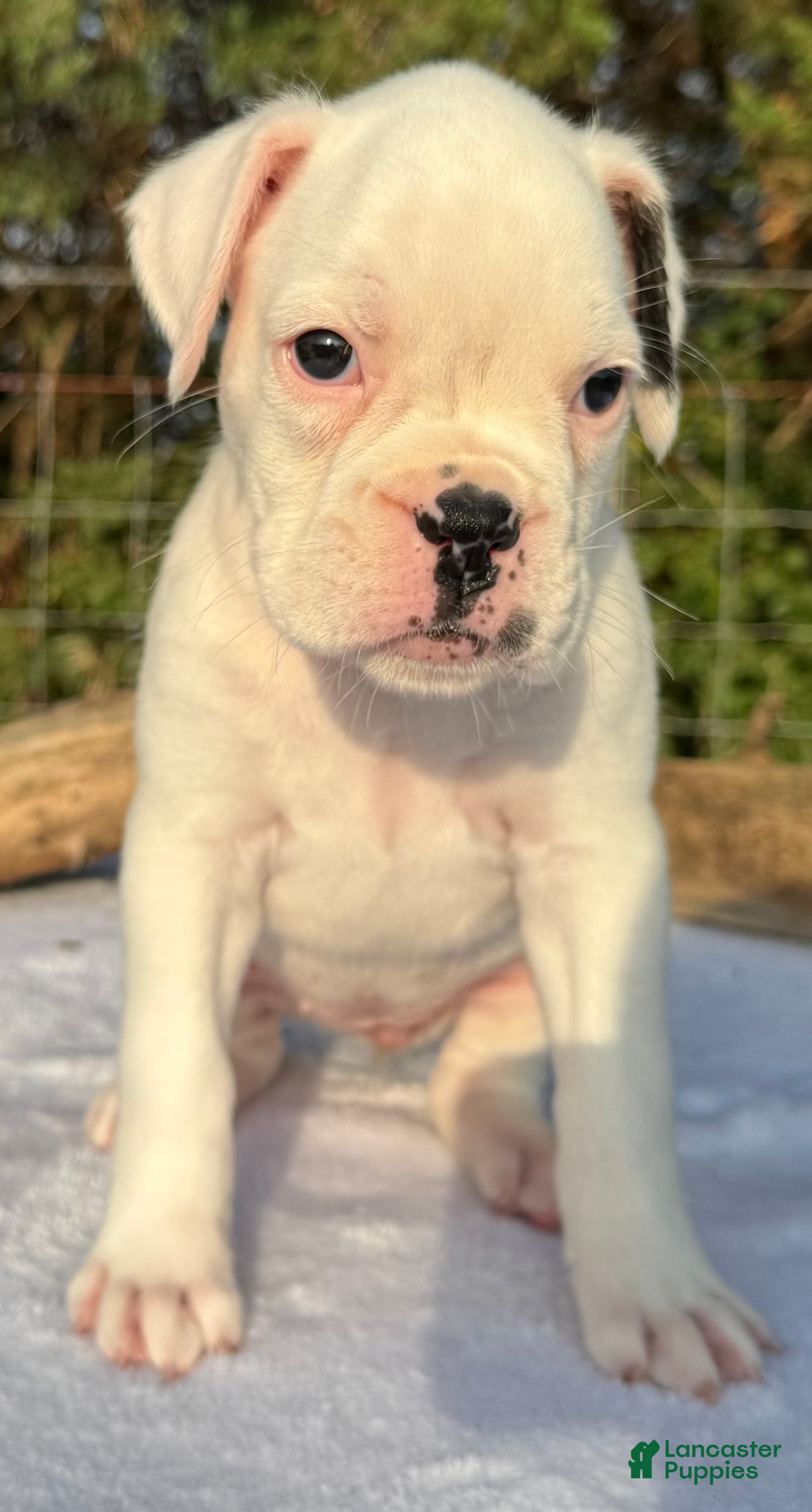 Boxer dogs AKC Charlotte--75% Euro - Ad 1