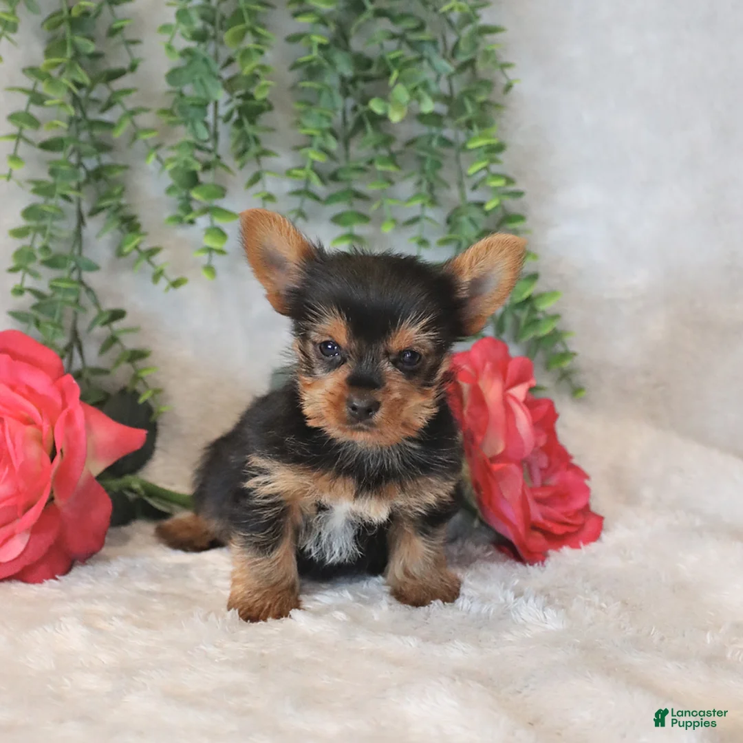 Yorkshire Terrier dogs for sale: Max - Ad 5