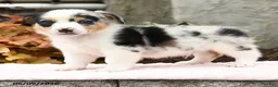 Mixed Breed dogs for sale: Nolan - Ad 3