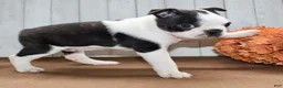 Boston Terrier dogs for sale: Crystal Female Boston Terrier - Ad 3