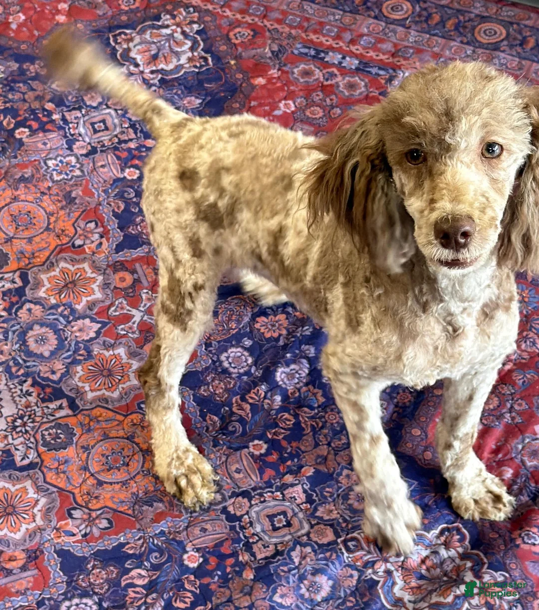Miniature Poodle dogs for sale: Speckles - Ad 1