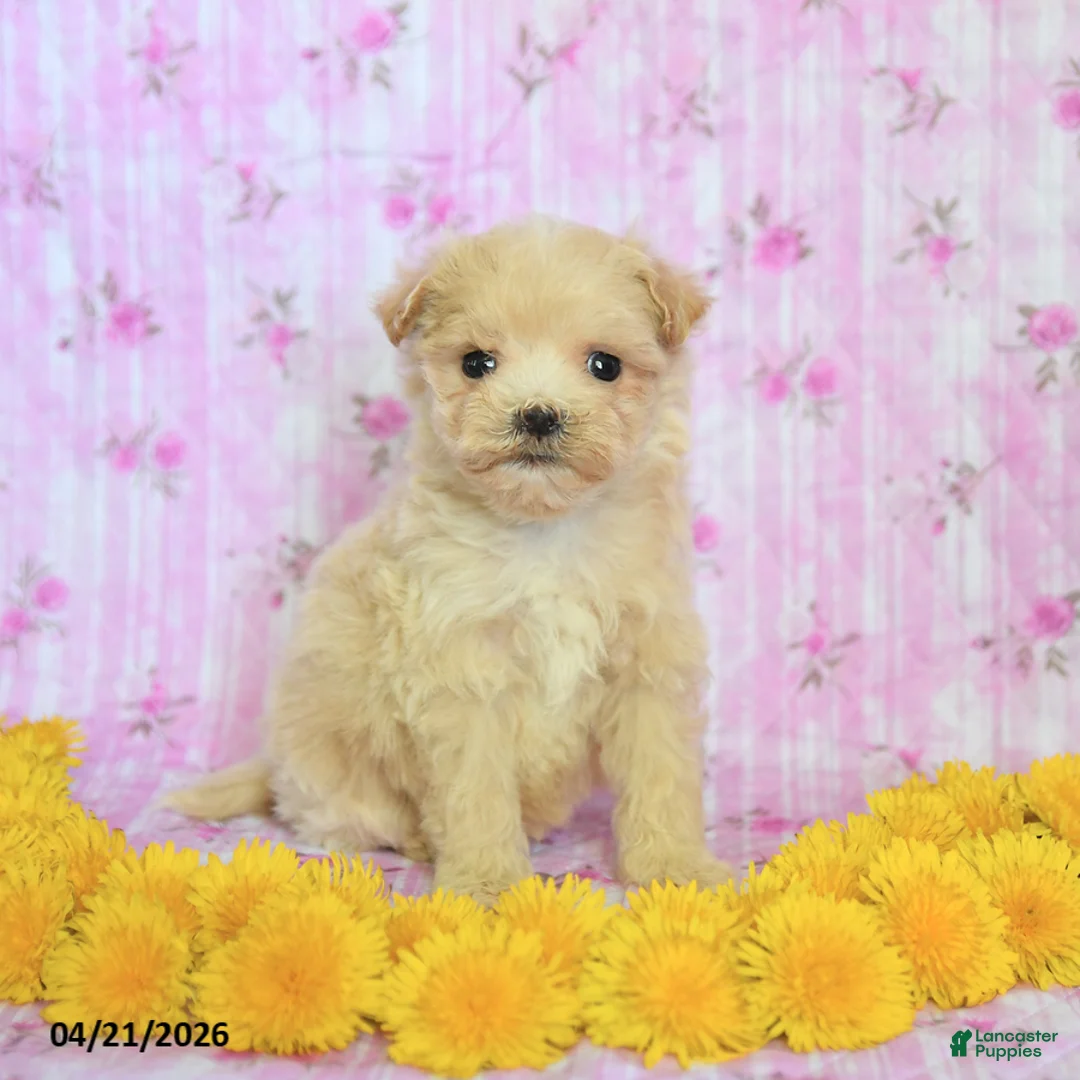 Maltipoo dogs for sale: Barney - Ad 1
