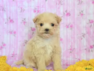 Maltipoo dogs for sale: Barney - Ad 1