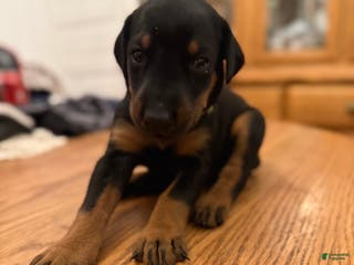 Doberman Pinscher dogs Oakleee - Ad 35