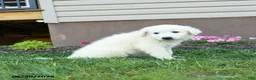 Maremma Sheepdog dogs for sale: Eclipse - Ad 3