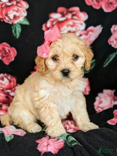 Gallery Image {{count}}