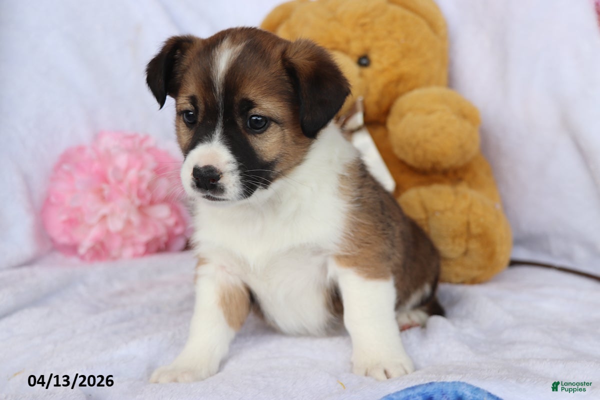 Mixed Breed dogs Terra  - Ad 2