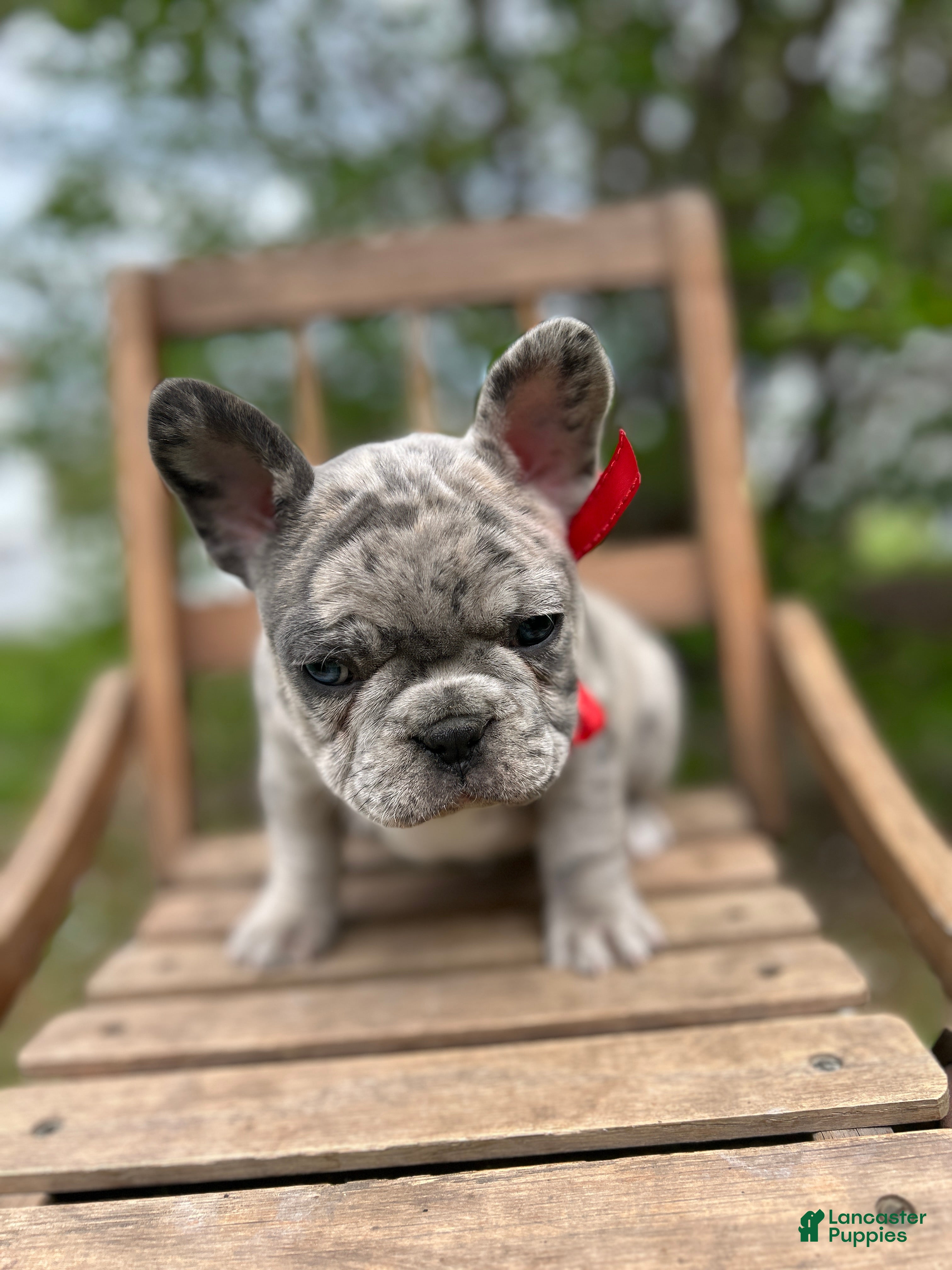 French Bulldog dogs for sale: French Bulldog Puppy 3 - Ad 4