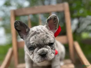 French Bulldog dogs for sale: French Bulldog Puppy 3 - Ad 4