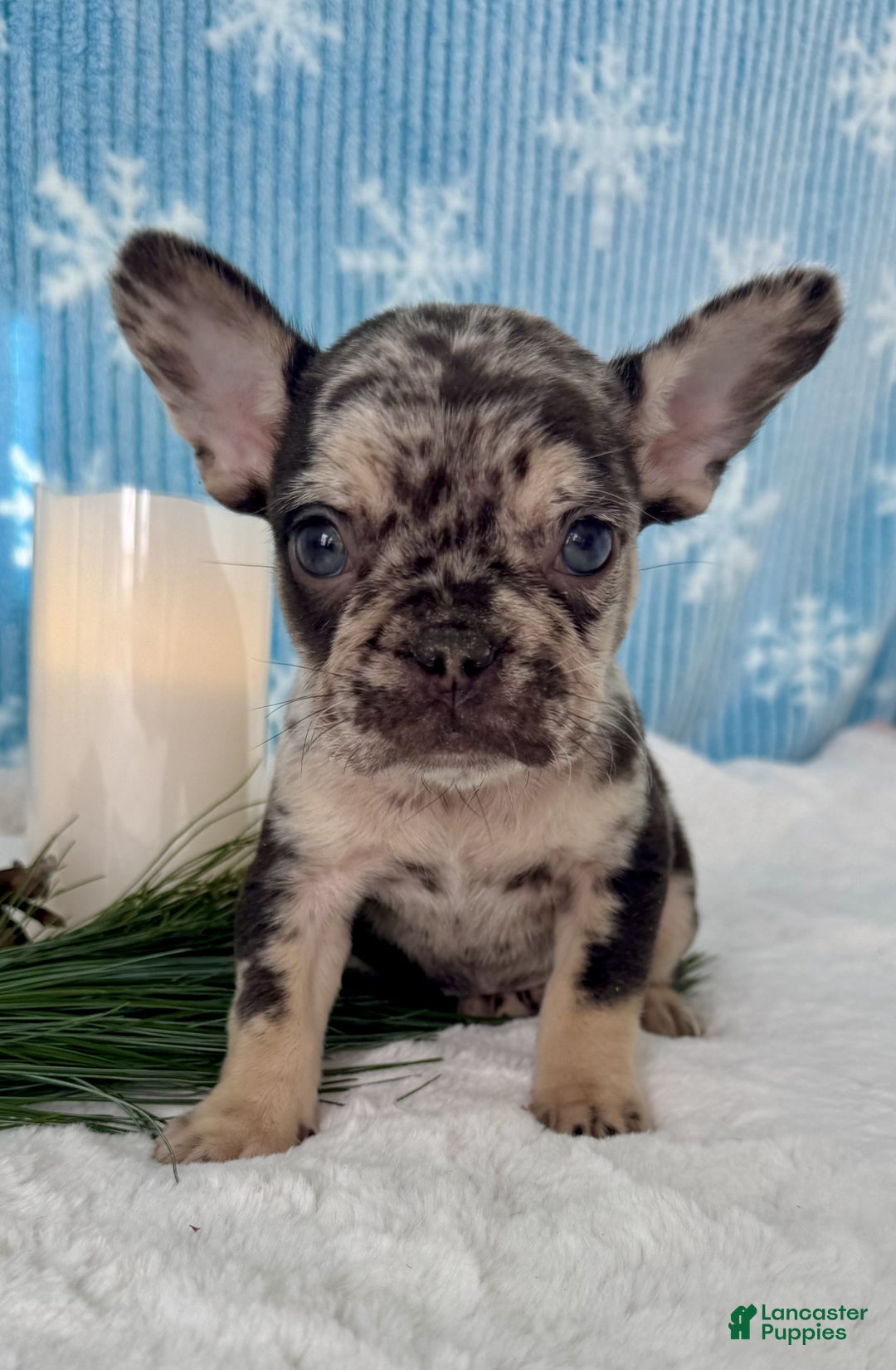French Bulldog dogs for sale: Lulu - Ad 2