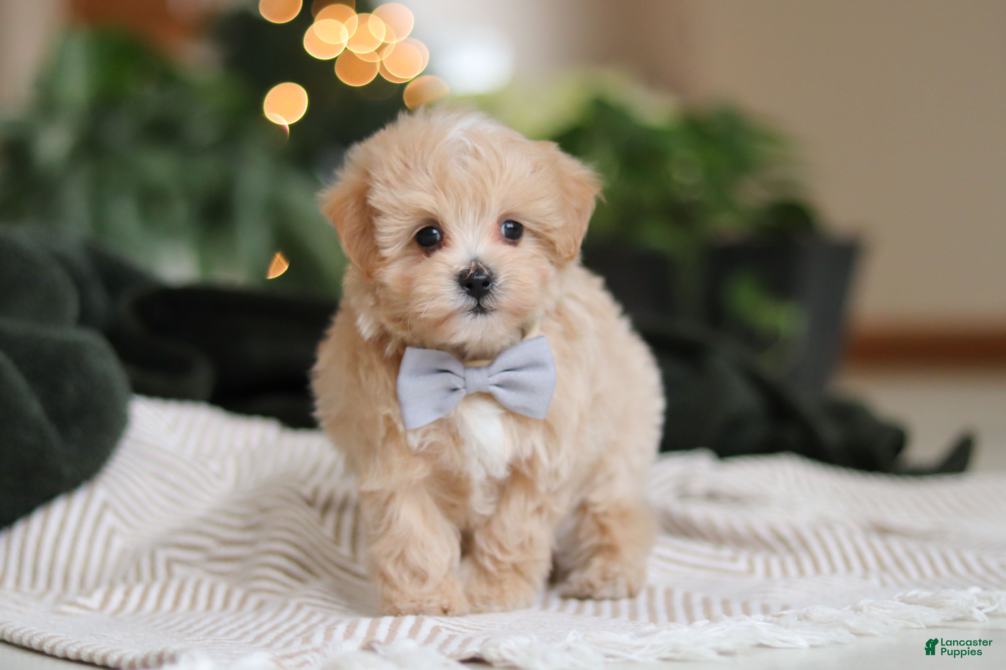 Maltipoo dogs Nevin - Ad 2
