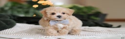 Maltipoo dogs for sale: Nevin - Ad 1