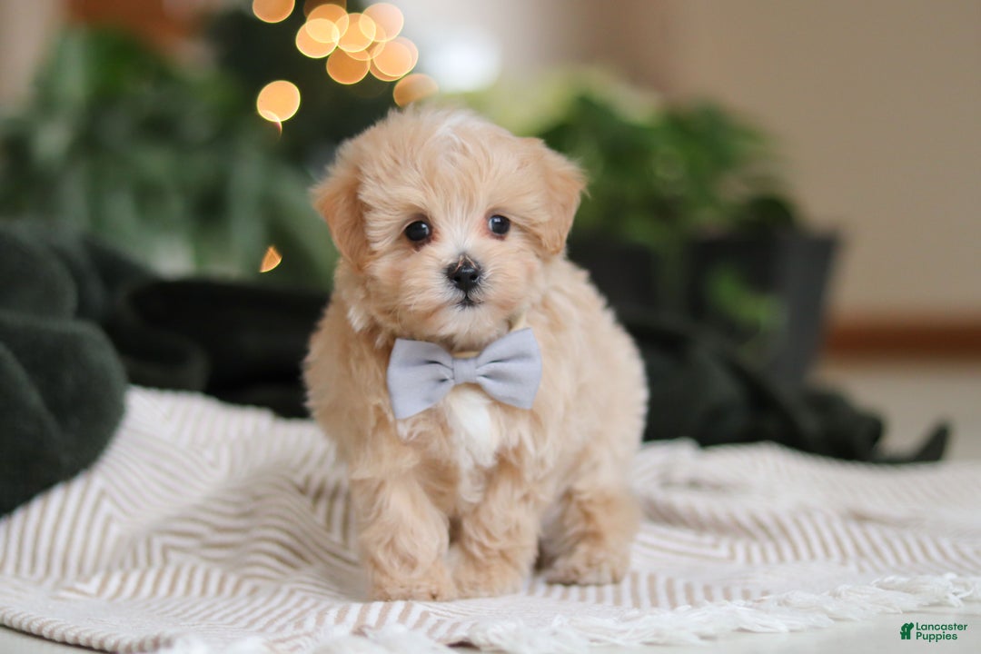 Maltipoo dogs for sale: Nevin - Ad 1