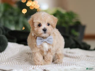 Maltipoo dogs Nevin - Ad 22
