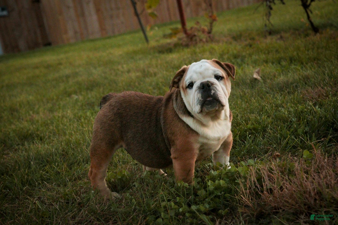 English Bulldog dogs for sale: Riley English Bulldog  - Ad 2