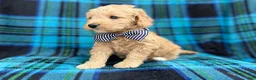 Goldendoodle dogs for sale: Bowden - Ad 7