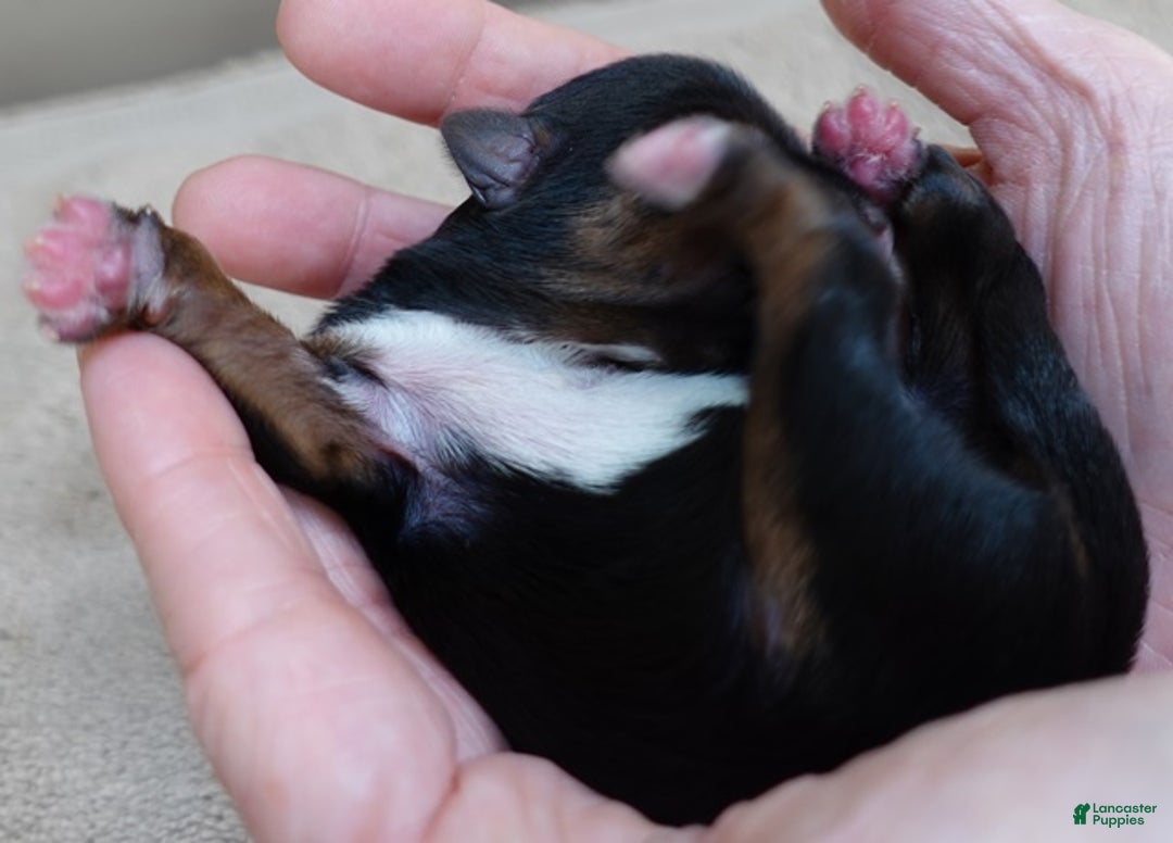 Yorkshire Terrier dogs for sale: Rio  - Ad 5