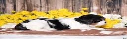Cavalier King Charles Spaniel dogs for sale: Gorbi - Ad 3