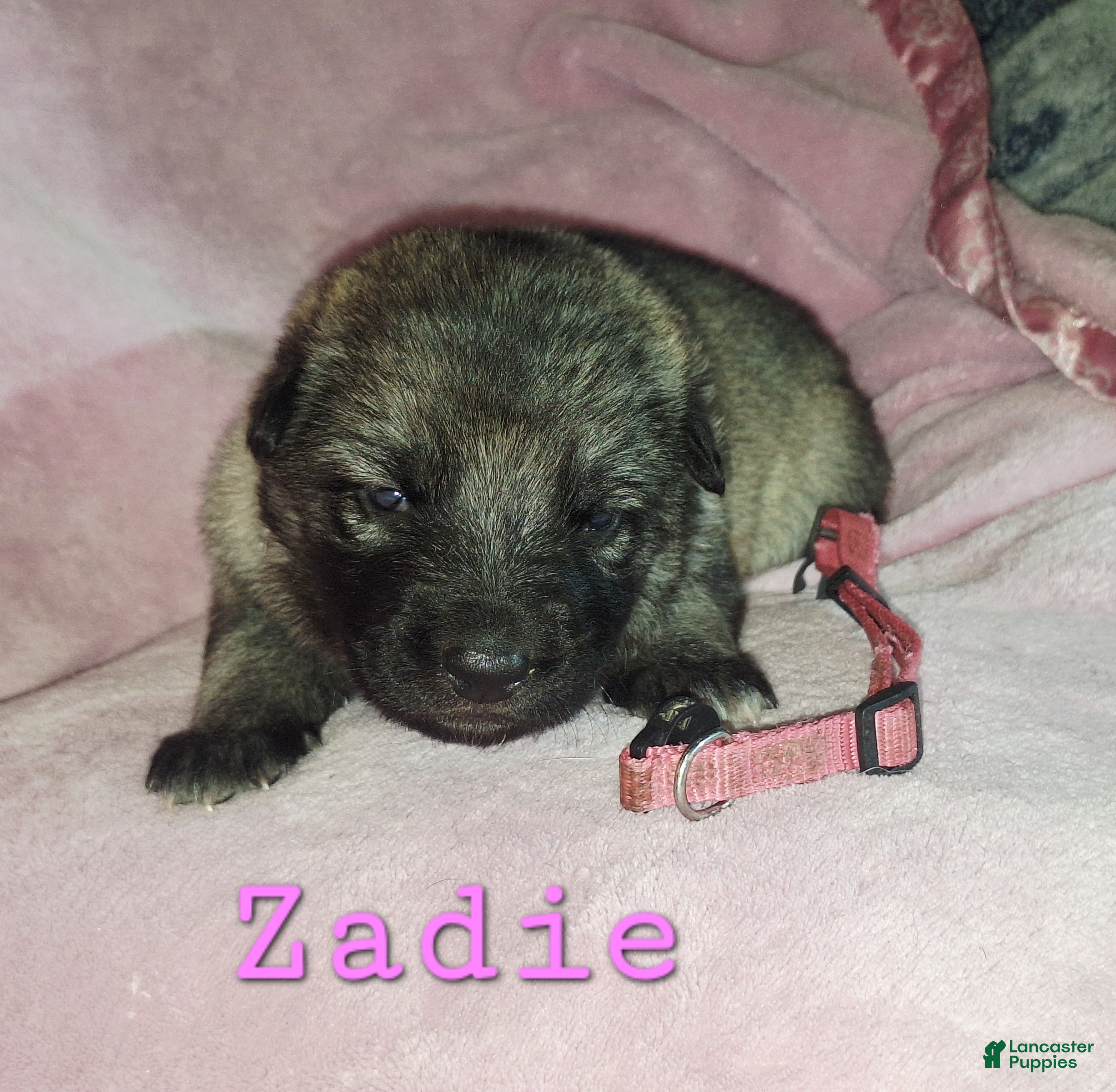 German Shepherd dogs Zadie - Ad 2