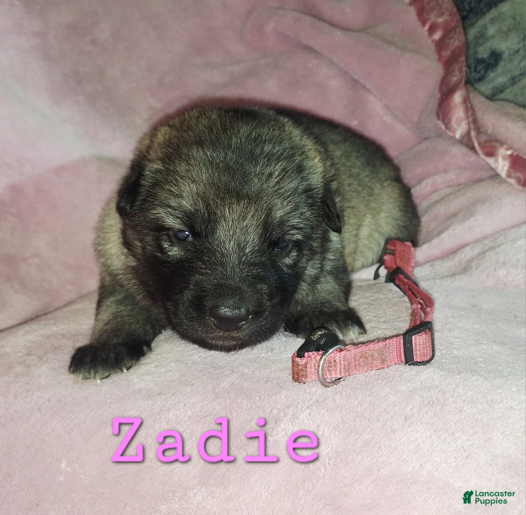 German Shepherd dogs for sale: Zadie - Ad 2