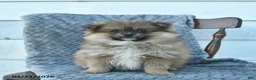 Pomeranian dogs for sale: Gimli  - Ad 1